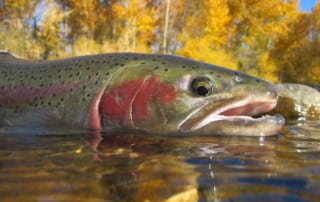 fishing for salmon