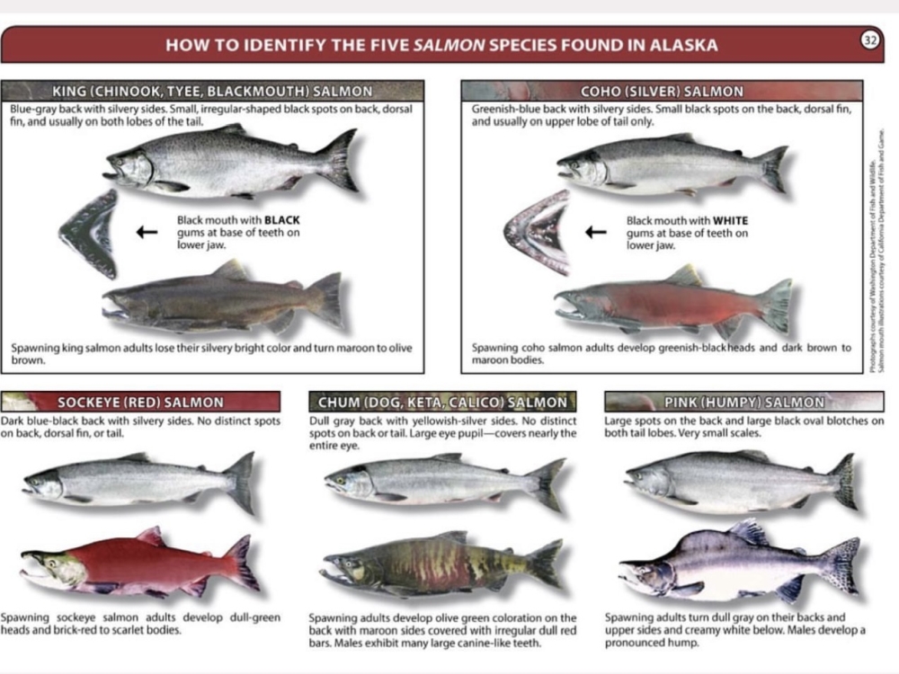 Types of Fish - Northwoods Lodge - Fish Lakes Creek, Alaska